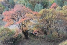 گزارش تصویری از فصل پاییز در جنگل ابر شاهرود